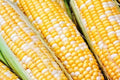 Sweet Corn Seeds - Serendipity Variety - Fresh Non-GMO Seeds - Ideal for Home Gardens - Zea mays