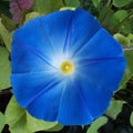 Heavenly Blue Morning Glory Seeds | 5" Blue Flowers | Ipomoea Tricolor | Non-GMO, Easy to Grow, Garden Planting