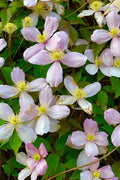 Rue Anemone Bare Root Live Garden Plant - Thalictrum thalictroides - Perennial, Shade Tolerant, Woodland Flower