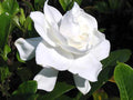 Heirloom Gardenia Bush 1ft Live Plant, White Cape Jasmine, Gardenia Jasminoides Shrub, Fragrant Flowers, Bare Root