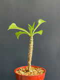 Plumeria Pudica Wedding Bouquet Plant - Tropical White Flowering Specimen in 4" Pot - Exotic Indoor/Outdoor Decor