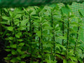 5x Pereskiopsis spathulata Grafting Stock Cactus Cuttings, 4" - Ideal for Grafting and Plant Propagation