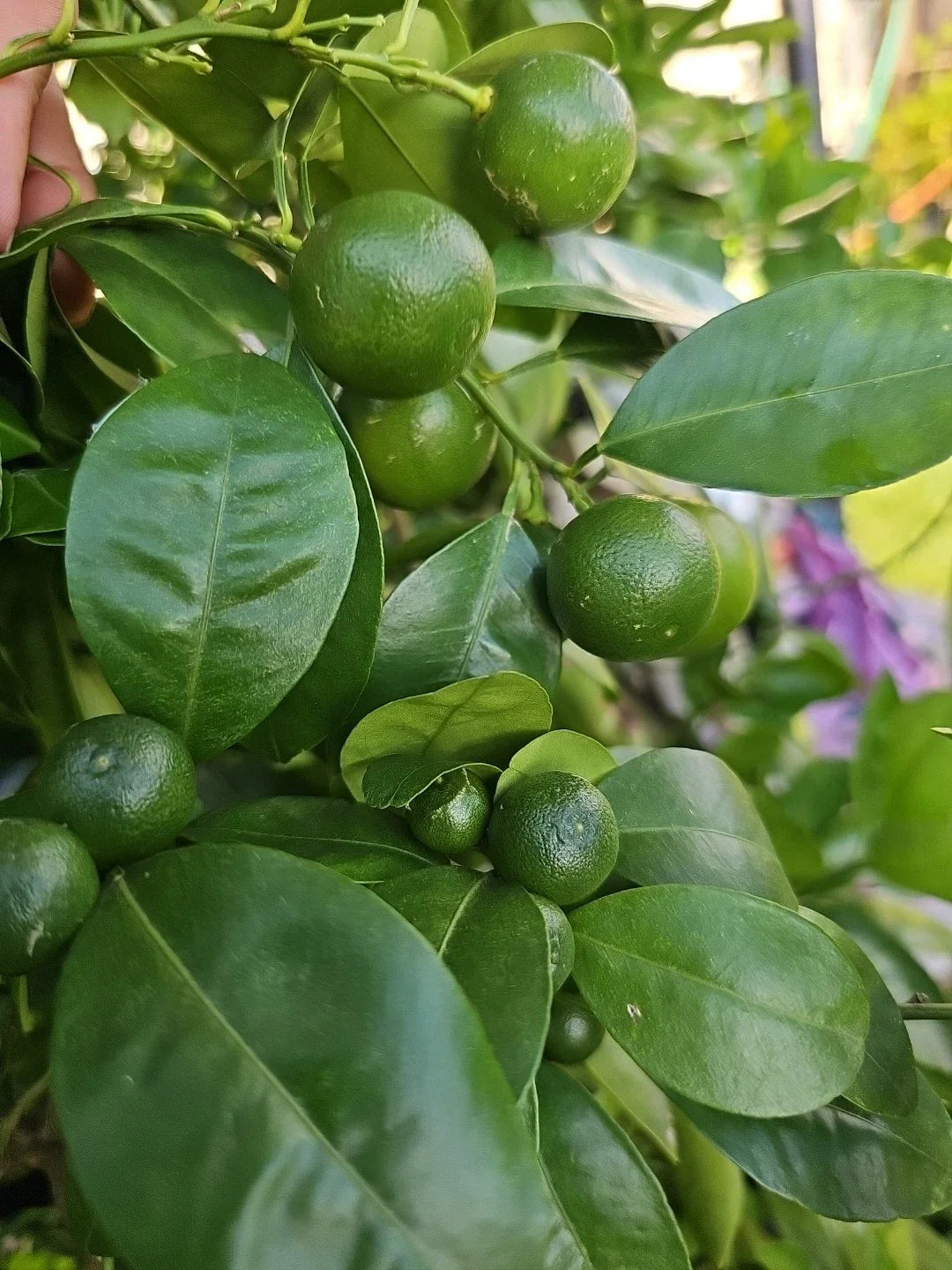 Calamansi Live Plant - Asian Calamansi Citrus microcarpa - Fresh Indoor/Outdoor Fruit Plant from USA 🇺🇸