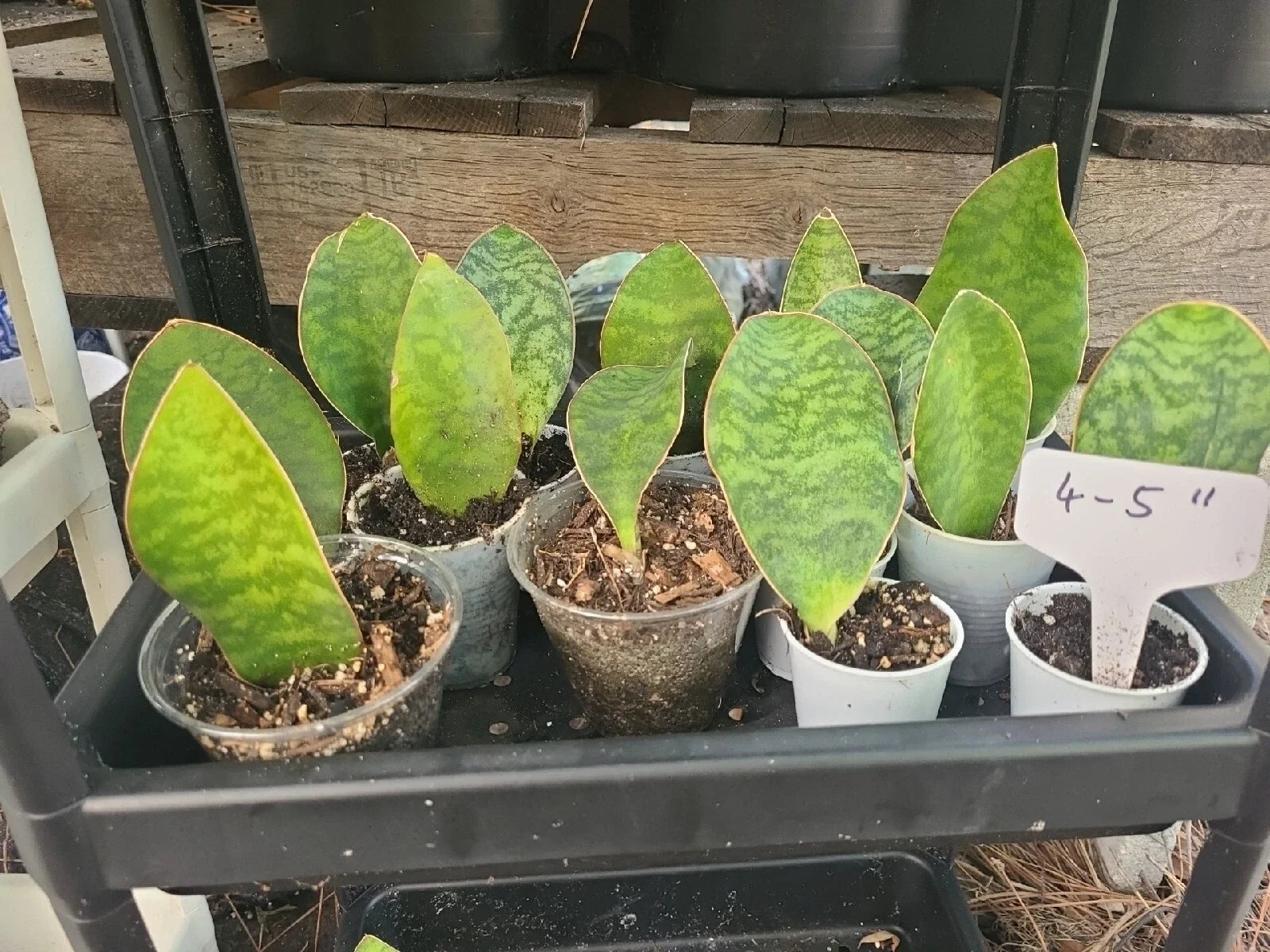 Baby Sansevieria Masoniana Whale Fin Snake Plant 4-5" Rooted - Bare Root Sansevieria Masoniana, Indoor/Outdoor Plant
