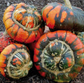 Turk's Turban Pumpkin Gourd Seeds - Heirloom Organic Non-GMO - Rare Variety - Cucurbita maxima