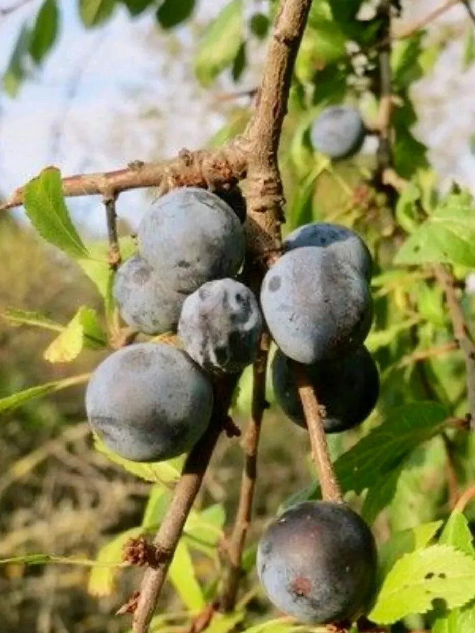 Black Thorn Cutting 2pcs - Exotic Fruit - Diospyros digyna - Rare Tropical Plant Cuttings