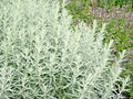 Prairie Sage Flower Seeds - White Sagebrush, Perennial Native Wildflower (Artemisia ludoviciana) for Smudging