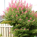 500+ Pink Spiraea Seeds | Hardy Flowering Shrub | Spiraea tomentosa | Garden Planting Seeds
