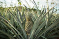 Mordilona Pineapple Seeds - 15+ Pack - Perfect for Garden Planting - Ananas comosus - USA Grown, Free Shipping