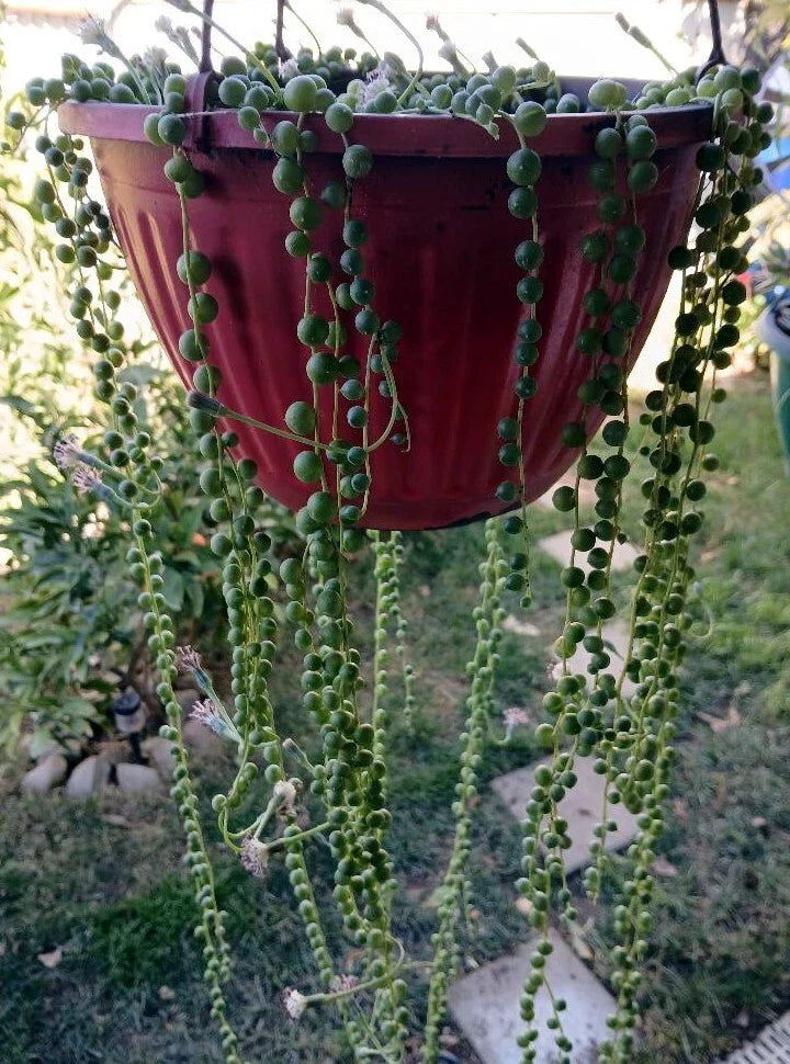 Cactus Cutting - Succulent #52 - Unique Variety for Plant Propagation - Ideal for Home Decor and Gardening