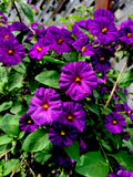 Lycianthes rantonnetii Kangaroo Apple Live Perennial Plant, 6 to 8 Inch Tall, Green Foliage, Indoor/Outdoor Garden