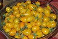 Yellow Pear Tomato Seeds - Heirloom, Non-GMO - 10+ Fresh Seeds - Solanum lycopersicum