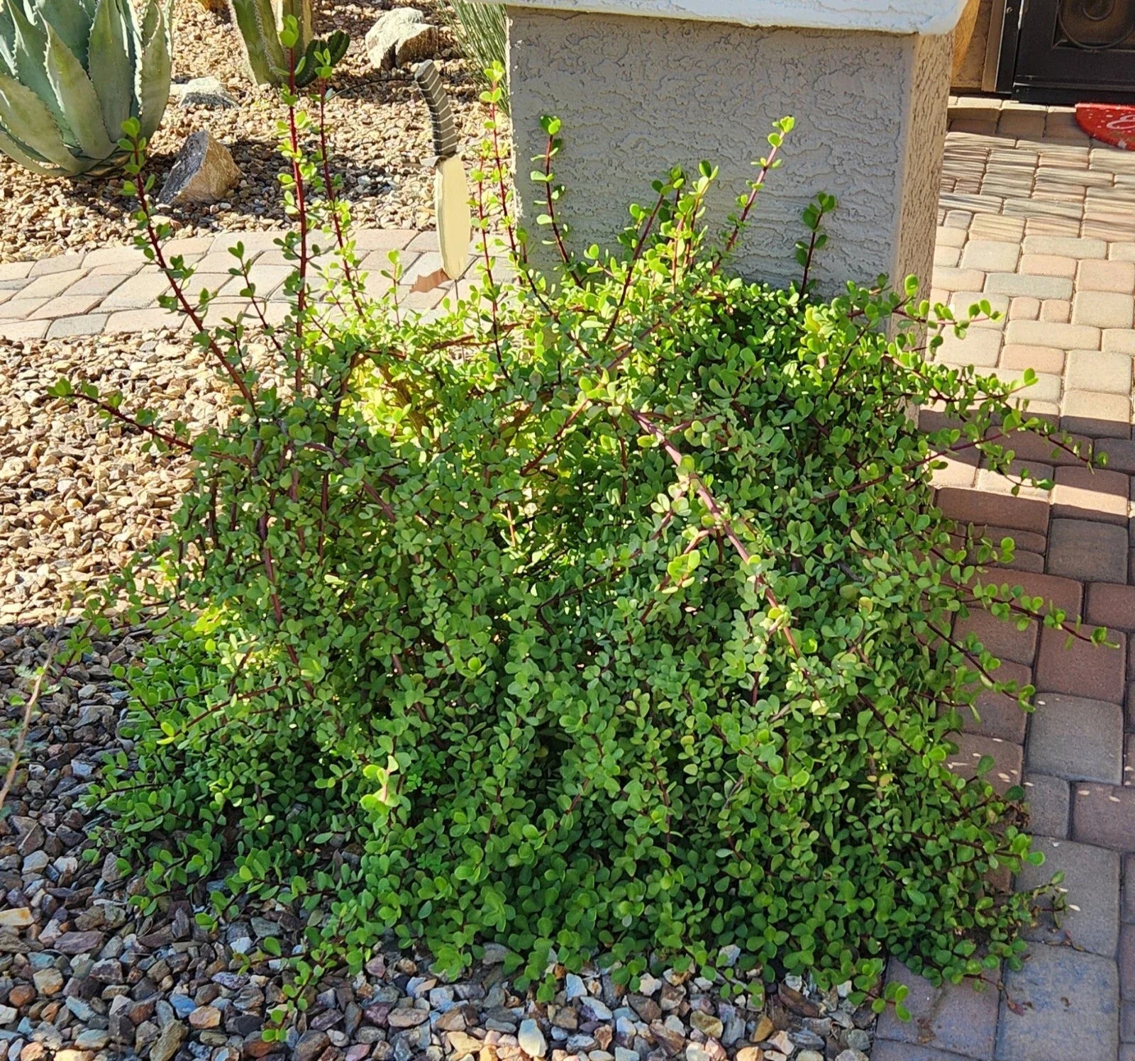 Live Succulent Cuttings Lot (5) - Portulacaria Afra "Mammoth" Elephant Plant - Easy Care, Drought Tolerant