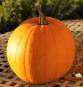 Connecticut Field Pumpkin Seeds | Heirloom Vegetable Seed for Patch Pumpkins | 2025 Variety