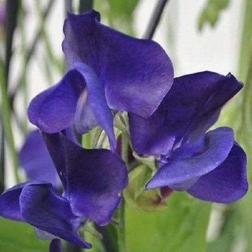 Royal Navy Blue Sweet Pea Seeds - Blue/Purple Flowers - Lathyrus odoratus - Heirloom Garden Seeds