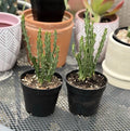 Euphorbia Knuthii Live Rooted Cactus Plant - Unique Succulent Variety - Ideal for Indoor and Outdoor Gardens