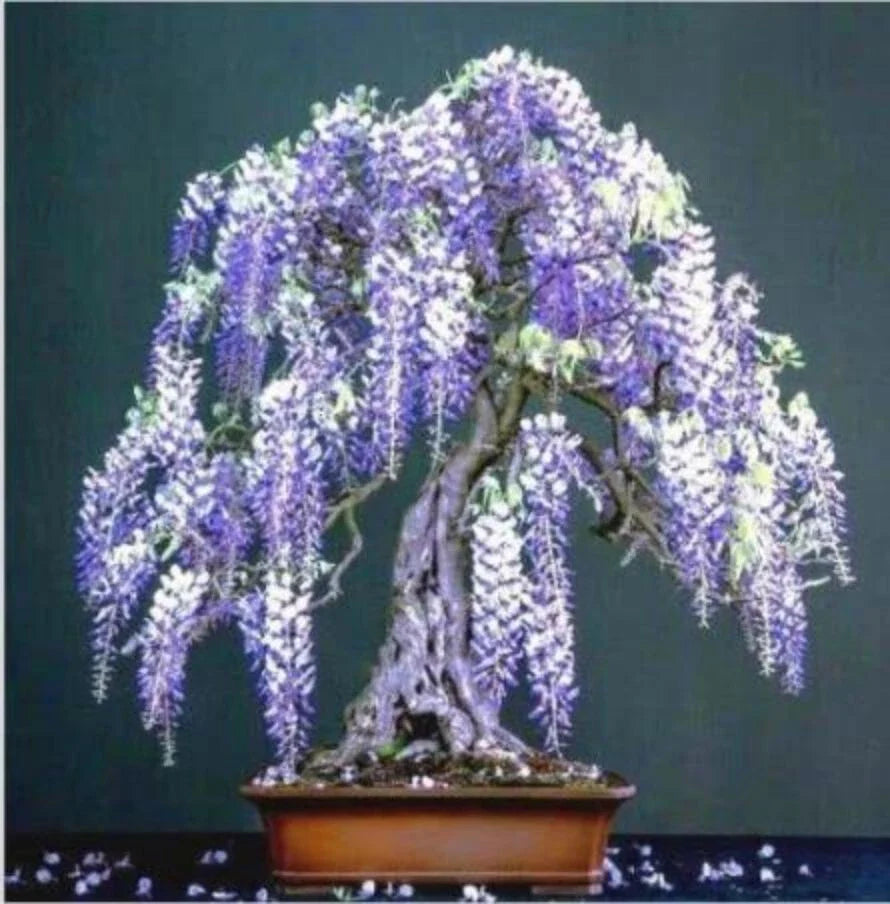 Purple Wisteria Flower Seeds - 10pcs Perennial Climbing Plants for Bonsai - Wisteria sinensis