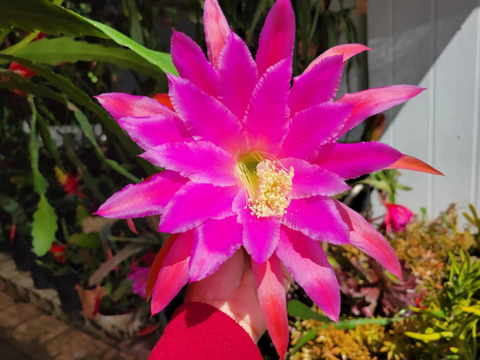 Epiphyllum Chanteuse Unrooted Cuttings - 8 to 10 Inches Long - Orchid Cactus - Ideal for Propagation and Planting