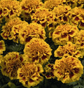 Little Hero Fire Marigold Seeds - 25+ Count - Tagetes patula - Garden Planting - USA