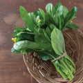 Yu Choy Seeds - 1000 Count - Heat-Tolerant Choi Sum, Chinese Flowering Cabbage (Brassica rapa var. parachinensis)