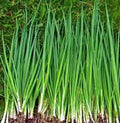 Tokyo Long White Onion Seeds, Heirloom Variety, 25+ Seeds, Ideal for Salads and Cooking, Allium fistulosum