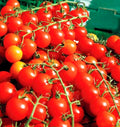 Cherry Tomato Seeds - 100+ Super Sweet Large Heirloom Non-GMO Organic - Solanum lycopersicum