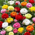 Ranunculus Seeds Packet of 60, Persian Buttercup, USA Grown, Flower Seeds for Garden Planting