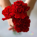 Carnation Seeds - 200+ Etincellant Variety - Dianthus caryophyllus - Ideal for Garden Planting - USA
