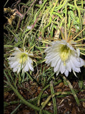 Queen of the Night Cactus Plant - Rooted Cereus Selenicereus Grandiflorus - Blooming Gift Plant