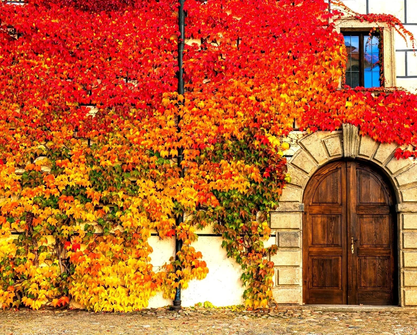 Virginia Creeper Seeds - 50+ Seeds - Parthenocissus quinquefolia - Fast-Growing Climbing Vine for Gardens
