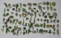 Unique Succulent Cuttings Collection - 30 Varieties - JIIMZ Succulents - Ideal for Gardening and Home Decor
