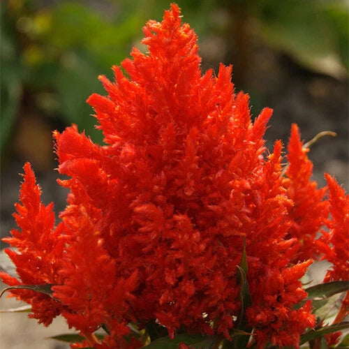 Scarlet Plume Celosia Seeds - Non-GMO Flower Seeds - Vibrant Red Celosia Argentea