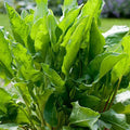 Large Leaf Sorrel Seeds | Heirloom Non-GMO Herb Seeds | Perfect for Home Gardens | Rumex acetosa