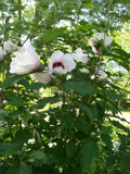 Set of 4 Rose of Sharon Plants 12-24 Inches Mixed Colors (Hibiscus syriacus) 2-3 Years Old, Hardy Zones 5-9