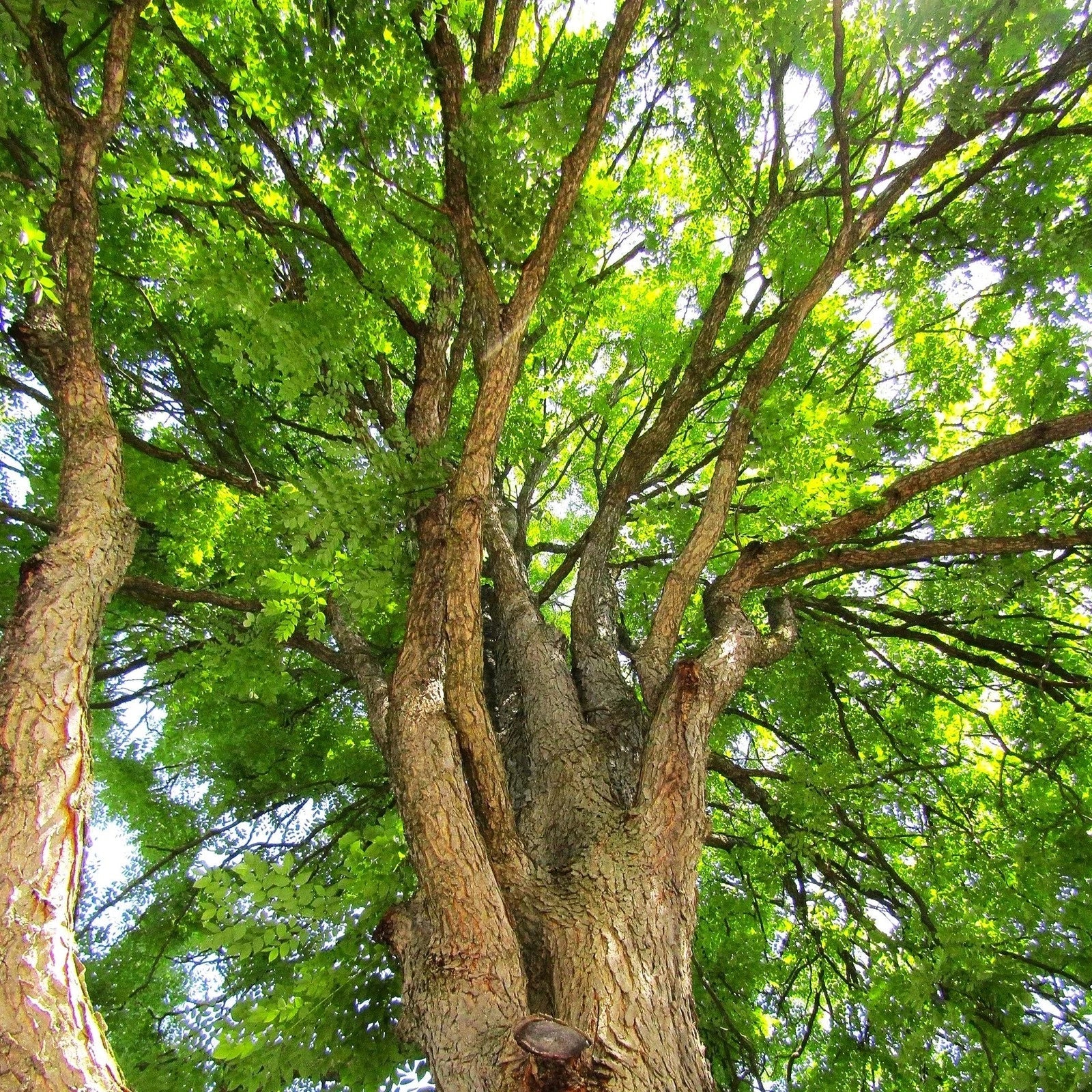 Kentucky Coffee Tree Seeds - 2025 Planting - Gymnocladus dioicus - Coffeetree Seeds for Landscaping and Gardening