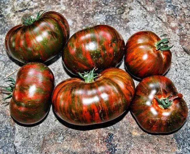 Chocolate Stripe Tomato Seeds - 120+ Heirloom Organic Non-GMO - Rare Variety for Home Gardening - Solanum lycopersicum