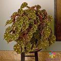 Kit Kat Begonia Seeds - 25+ Count - Ideal for Garden Planting - Begonia x tuberhybrida - USA Shipping Available