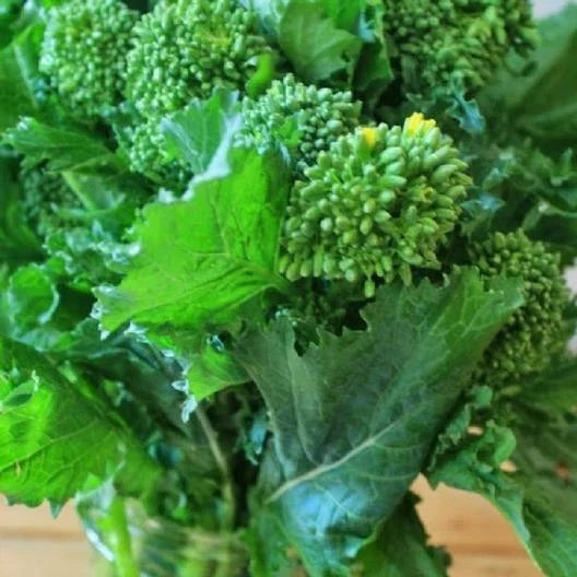 Broccoli Raab Seeds - Early Fall Varietal, 300-4000 Count, Microgreens for Sprouting Garden, Brassica rapa subsp. ruvo