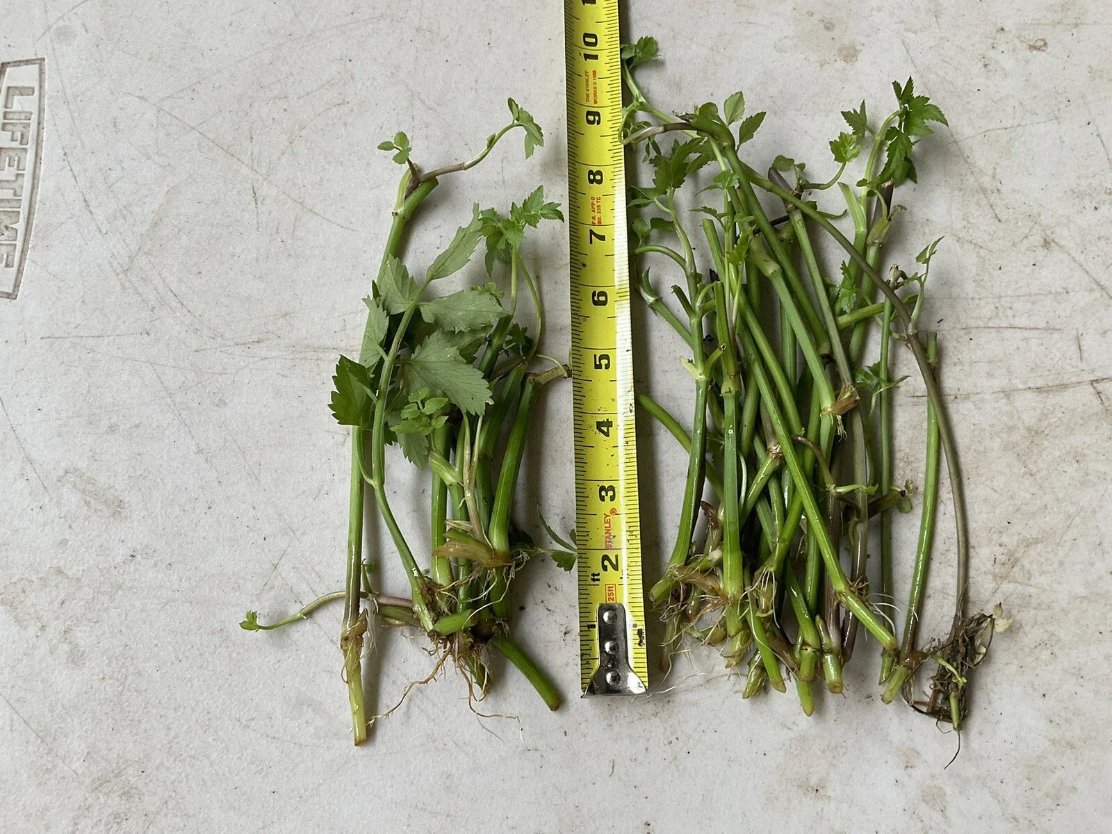 12 Bare Roots Oenanthe javanica, Minari, Water Dropwort, 水芹菜 - Fresh Culinary Herb for Gardens and Cooking