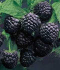 Cumberland Black Raspberry Plants - 3 Bare Root, 1-2 Year Old, Rubus occidentalis, Disease-Resistant, Sweet-Tart Flavor