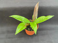 Hoya Plant in 2.5" Pot - Royal Hawaiian Purple - Hoya pubicalyx 'Royal Hawaiian Purple'