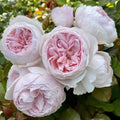 Floribunda Rose Cuttings - 3 Fresh Unrooted Cuttings - Earth Angel Variety - Rosa 'Earth Angel' 6" Long