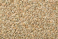 Rye Berries 8 Ounces High Fiber and Iron USA Grown Whole Grains (Secale cereale)