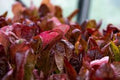 Organic Heirloom Seed - Premium Super Red Romaine Lettuce - Fresh, Tasty Variety - Non-GMO Seeds for Home Gardening