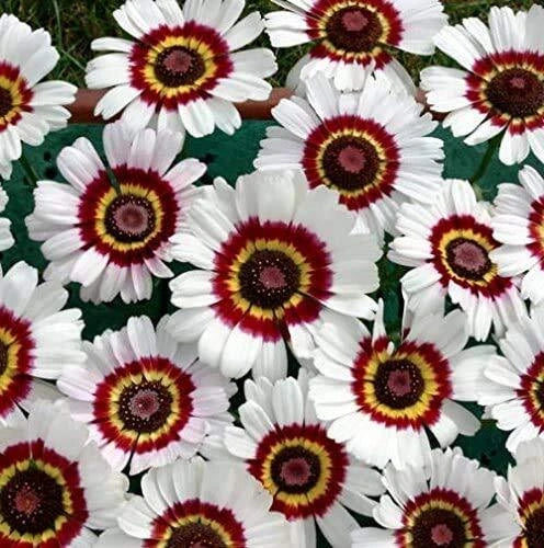 Painted Daisy Flower Seeds Mix - 100+ Seeds - Colorful Varieties - Chrysanthemum spp. - Made in USA, Ships from Iowa