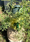 Fresh Cuttings - Rhipsalis Prismatica - Rare Orchid Cactus - Unique Houseplant Cuttings for Propagation