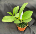 Hoya Pachyclada Plant in 2.5" Pot | Rooted Hoya Variety | Indoor Houseplant