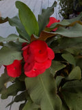 Red Crown of Thorns Cutting 6" Red Euphorbia milii (No roots) - Esqueje de Corona de Cristo Rojo for propagation