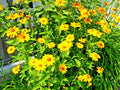 300+ Ox Eye Sunflower Seeds | Native Wildflower | Summer Flower Garden | Helianthus annuus