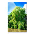 Weeping Willow Cuttings - 4 Bright Green Cuttings, Grow 4 Trees - Salix babylonica - Wisconsin Weeping Willow